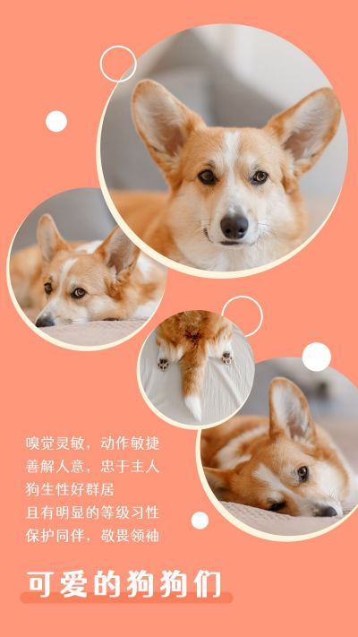 乖巧可爱柯基治愈萌宠图集竖版配图 模板ID:9979