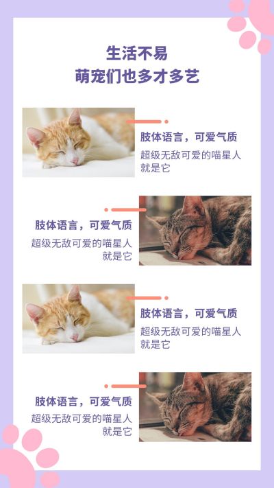可爱猫咪治愈萌宠简约多图竖版配图 模板ID：9997