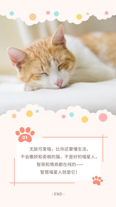 萌宠时光治愈可爱猫咪创意竖版配图 模板ID：9992