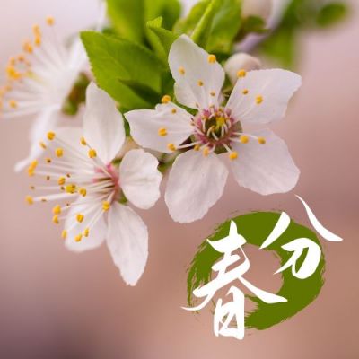 春分节气春暖花开梨花实景公众号次图 模板ID:10252