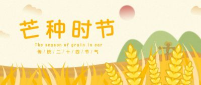 芒种节气小麦农田插画公众号首图 模板ID:11262
