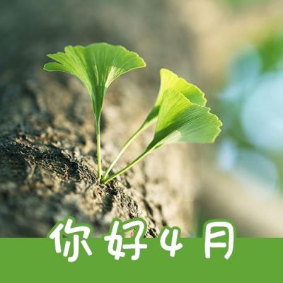 4月你好早安问候春天银杏实景公众号次图 模板ID:10852