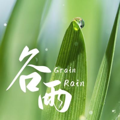 谷雨节气春天露珠清新实景美图公众号次图 模板ID：11227