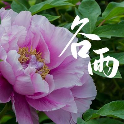 谷雨节气赏牡丹实景美图公众号次图 模板ID：11222