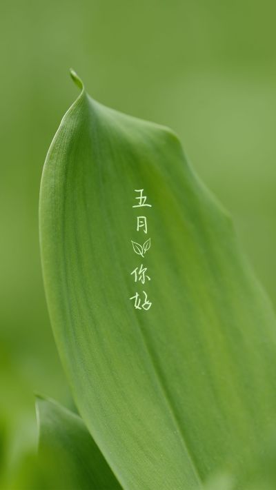 早安问候简约清新绿叶实景手机壁纸 模板ID：11805
