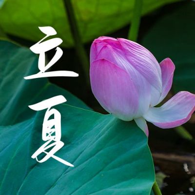 夏天清新荷花实景二十四节气立夏公众号封面次图 模板ID:11825