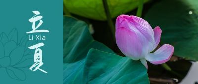 夏天清新荷花实景二十四节气立夏公众号封面首图 模板ID:11823
