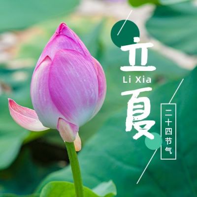 立夏节气祝福问候夏天荷花实景公众号次图 模板ID:11817