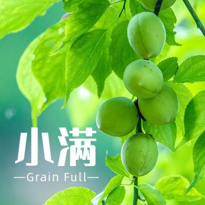 青梅梅子简约实景二十四节气小满公众号封面次图 模板ID：12042