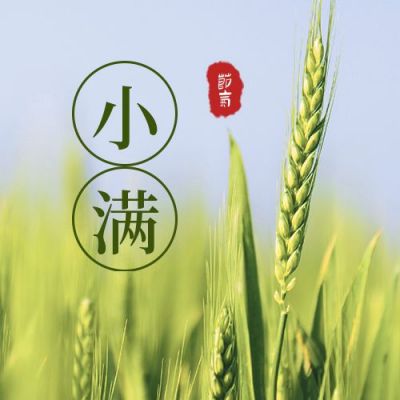 绿色简约实景二十四节气小满节气实景小麦祝福公众号次图 模板ID：12153