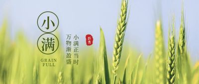 绿色简约小麦实景二十四节气小满节气祝福公众号首图 模板ID:12152