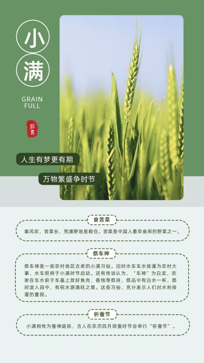 绿色小麦实景传统二十四节气小满节气祝福习俗科普竖版配图 模板ID：12248