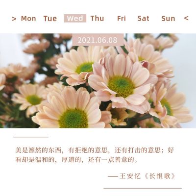 简约清新文艺粉色菊花日签问候美文方形海报 模板ID：12763