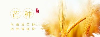 简约实景黄色芒种传统二十四节气实景胶囊banner 模板ID：12890