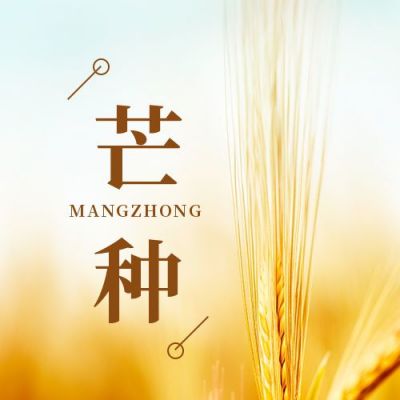 简约黄色小麦传统二十四节气芒种节气问候实景公众号次图 模板ID：12898