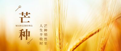传统芒种节气问候实景黄色麦子公众号首图 模板ID:12900