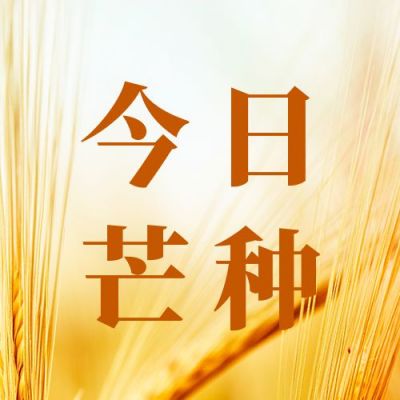 黄色简约实景传统二十四节气芒种节气问候实景麦穗公众号次图 模板ID：12902
