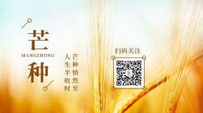 黄色二十四节气简约小麦实景芒种节气问候祝福关注二维码 模板ID:12905