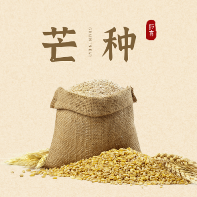 简约实景芒种节气公众号次图 模板ID:12945