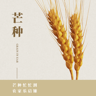 芒种节气小麦收获方形海报 模板ID:12955