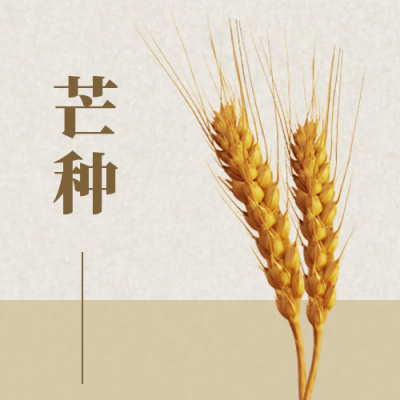 芒种节气小麦收获公众号次图 模板ID：12954