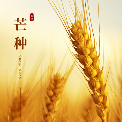 芒种实景麦子方形海报 模板ID:12950