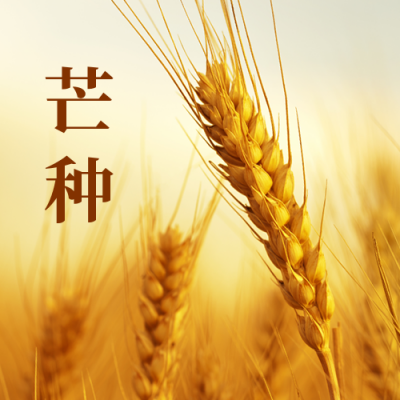 芒种实景麦子公众号次图 模板ID:12949