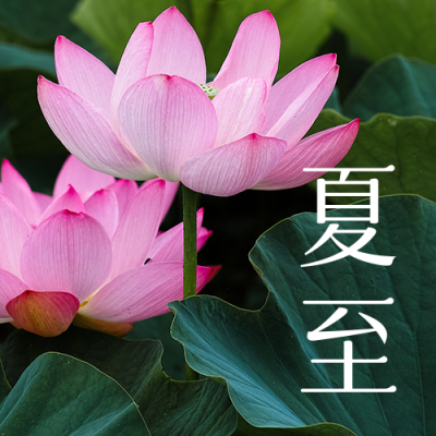 夏至节气夏天荷花荷叶简约实景公众号次图 模板ID:13448