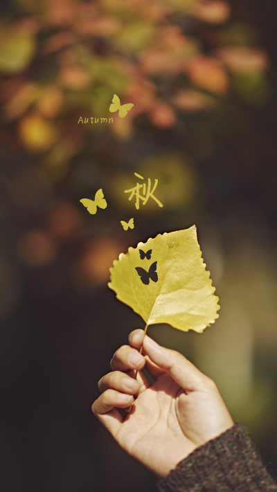 秋天落叶唯美实景简约创意手机壁纸 模板ID:16126