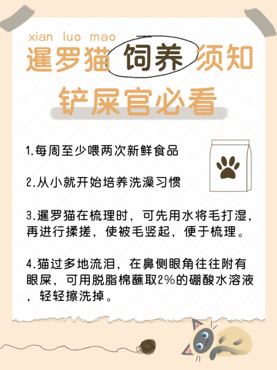 动物科普暹罗猫饲养须知手绘小红书封面 模板ID:16577