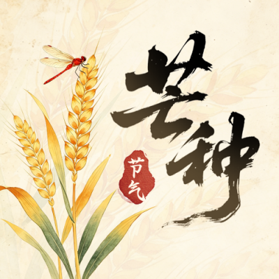 芒种节气麦穗手绘宣传公众号次图 模板ID：987513