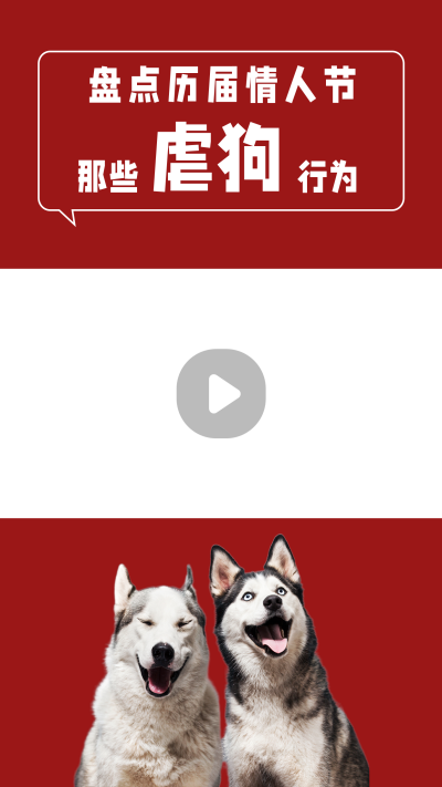 趣味七夕虐狗行为盘点红色喜庆哈士奇实景视频边框 模板ID：17420