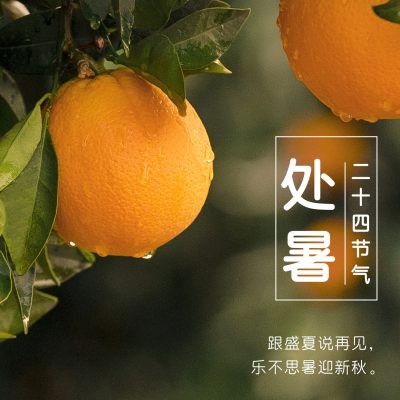 处暑橘子实景节气方形海报 模板ID:18410