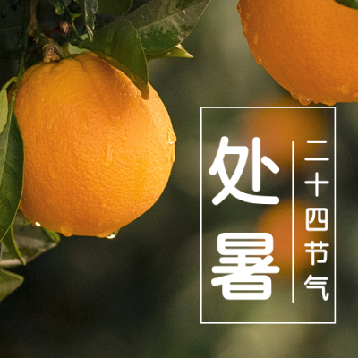 处暑橘子实景节气公众号次图 模板ID：18409