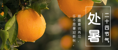 处暑橘子实景节气公众号首图 模板ID：18408