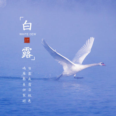 白露节气方形海报 模板ID：19829