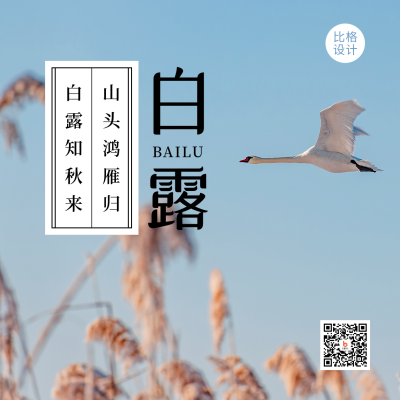 白露节气秋高气爽芦苇实景简约方形海报 模板ID:20180