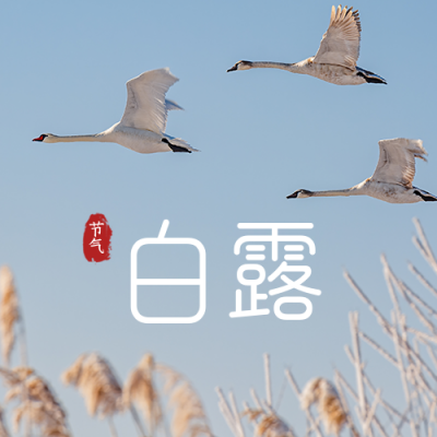 白露节气秋天飞鸟实景简约公众号次图 模板ID:20178