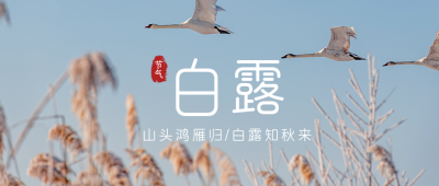 白露节气秋天飞鸟实景简约公众号首图 模板ID：20179