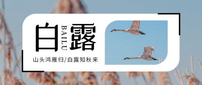 白露节气秋天芦苇实景简约大气公众号首图 模板ID:20183