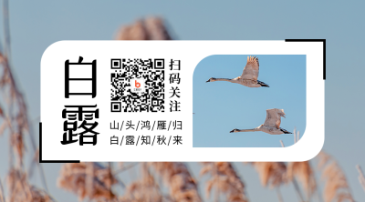 白露节气秋天芦苇实景简约大气关注二维码 模板ID：20182