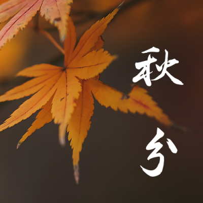 秋分节气秋天你好枫叶实景简约公众号次图 模板ID：21030