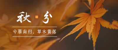 秋分节气秋天你好枫叶实景简约公众号首图 模板ID:21032