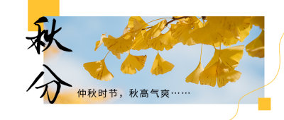 秋分节气秋天银杏美文简约文艺公众号首图 模板ID：21053