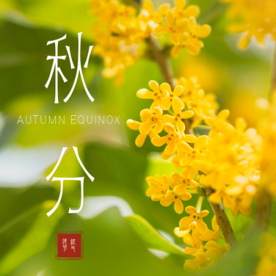 秋分节气桂花实景公众号次图 模板ID:21075
