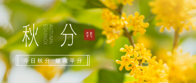 秋分节气桂花实景公众号首图 模板ID:21074