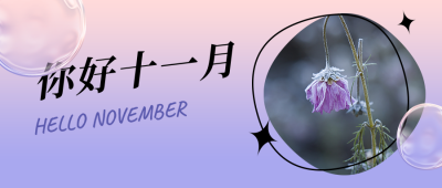11月你好问候日签简约清新紫色酸性风公众号首图 模板ID：23346