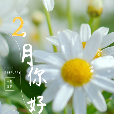 二月你好月初问候实景小雏菊方形海报 模板ID：28652
