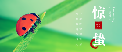 简约惊蛰节气实景祝福公众号首图 模板ID:29778