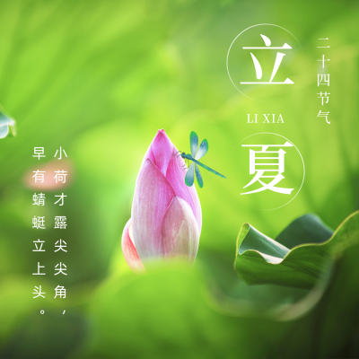 立夏荷花实景节气方形海报 模板ID：33412